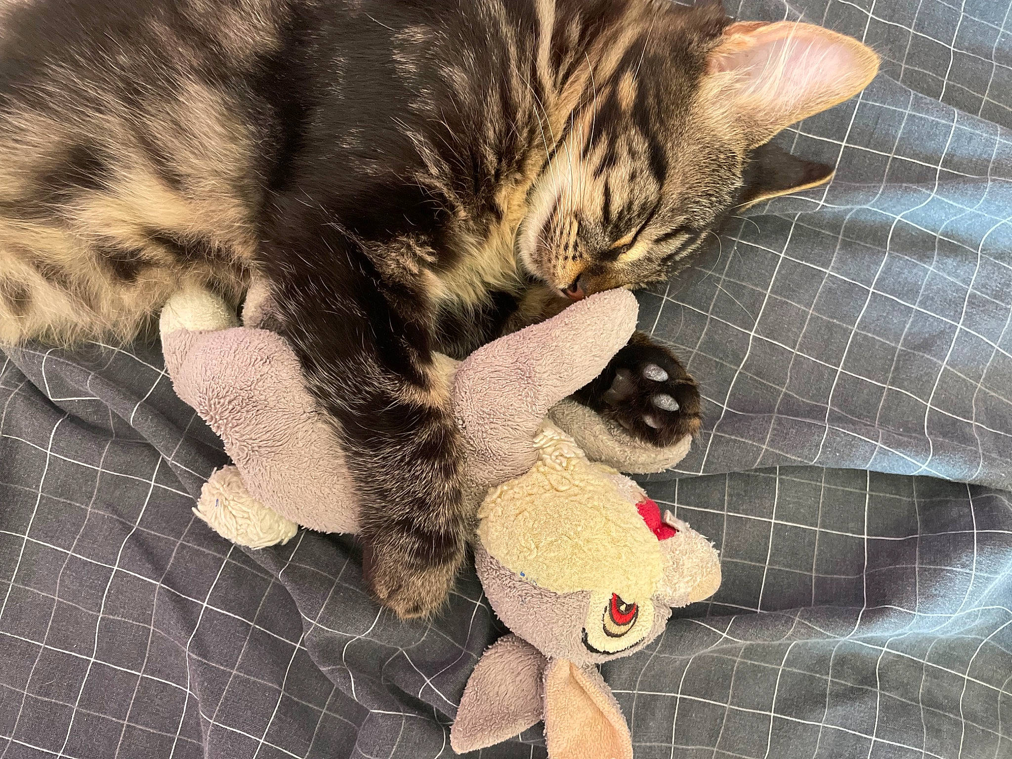 Mowgli a rejoint le concours — aidez-le/la à gagner de superbes lots ! carnivore, cat, claw, comfort, domestic_short_haired_cat, fawn, felidae, flooring, foot, fur, gesture, nail, pattern, paw, small_to_medium_sized_cats, snout, stuffed_toy, tail, toy, whiskers