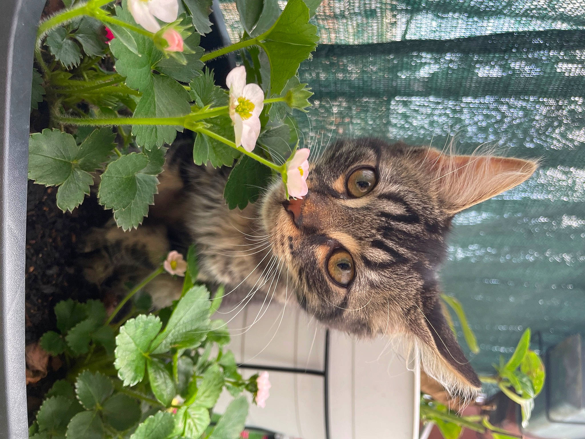 Mowgli participe au concours pour gagner de l'argent avec cette photo : annual_plant, botany, carnivore, cat, domestic_short_haired_cat, fawn, felidae, flower, flowerpot, grass, green, groundcover, houseplant, leaf, plant, small_to_medium_sized_cats, snout, tail, water, whiskers