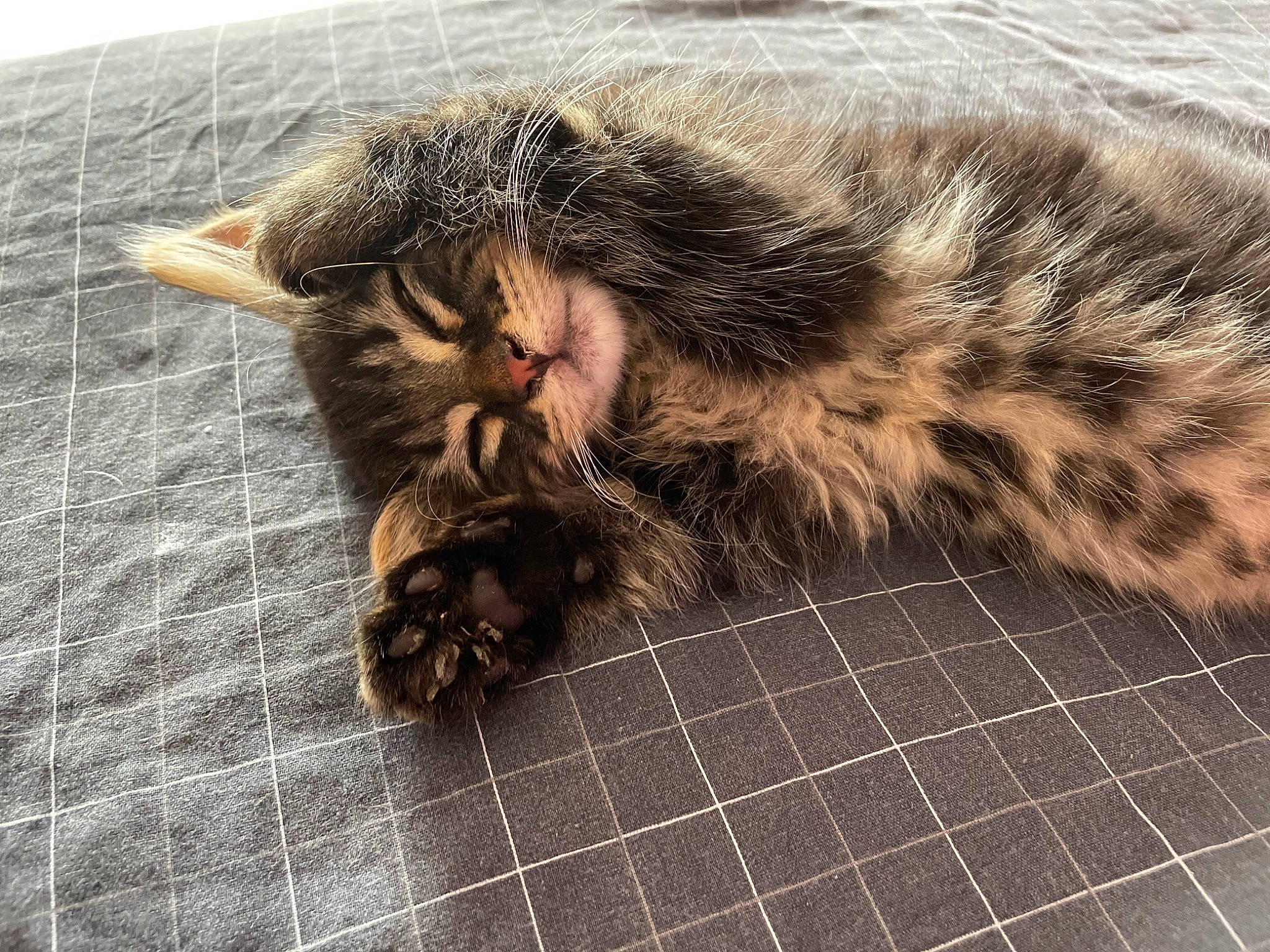 Mowgli a rejoint le concours — aidez-le/la à gagner de superbes lots ! carnivore, cat, claw, domestic_short_haired_cat, felidae, flooring, fur, liver, pattern, paw, plaid, small_to_medium_sized_cats, snout, tartan, terrestrial_animal, whiskers