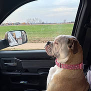 Lily is registered to the contest to win money with this photo: dog, bulldog, car_interior, passenger_seat, window, green_field, collar, pink_collar, side_view, pet, animal, leather_seat, road_trip, calm, outdoor_view, reflection, car_door, nature, daytime, sitting