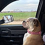 dog, bulldog, car_interior, passenger_seat, window, green_field, collar, pink_collar, side_view, pet, animal, leather_seat, road_trip, calm, outdoor_view, reflection, car_door, nature, daytime, sitting
