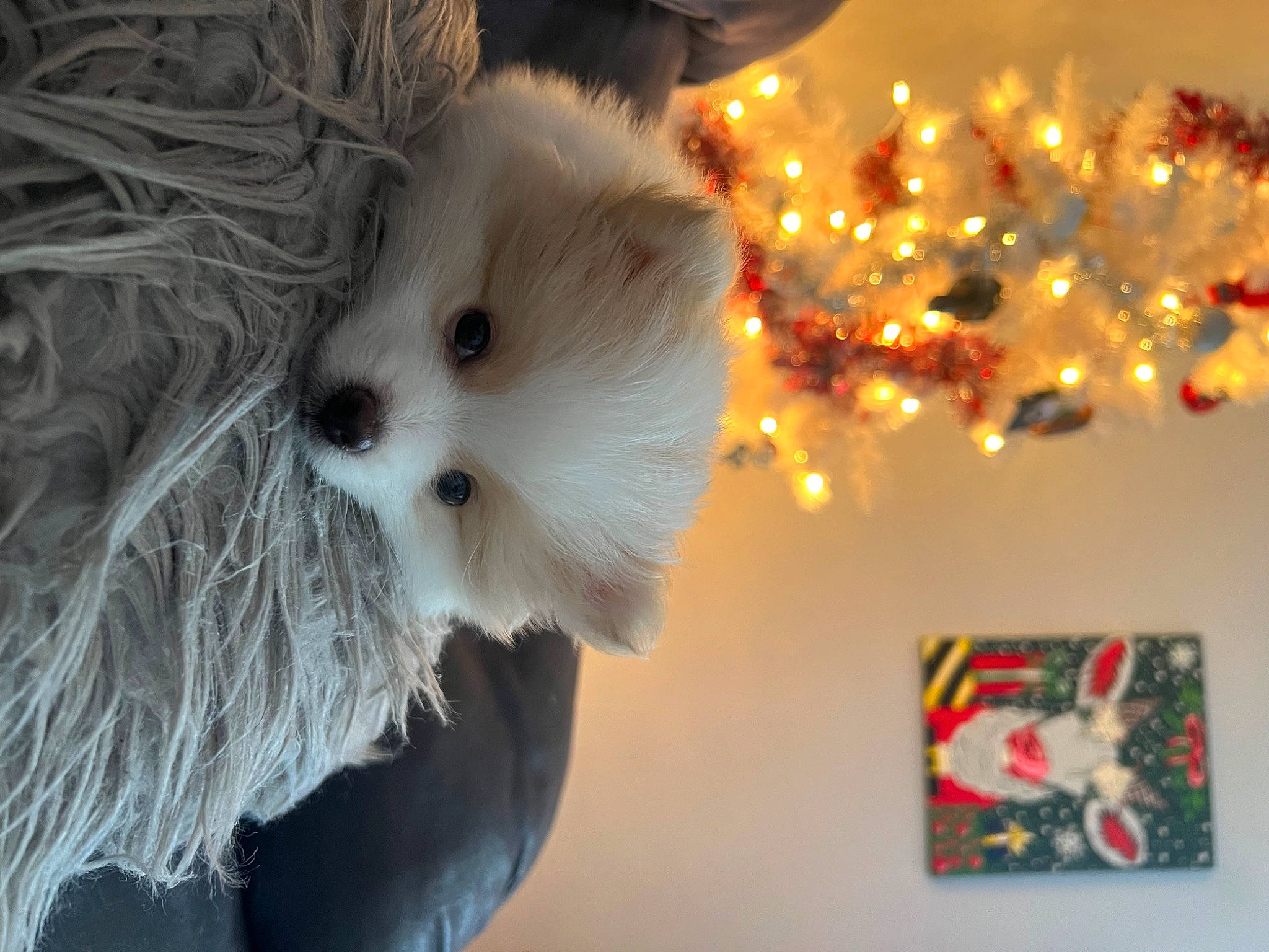 Finnegan joined the competition — help win amazing prizes! carnivore, christmas_decoration, christmas_ornament, christmas_tree, companion_dog, conifer, dog_breed, event, fawn, felidae, fur, holiday, holiday_ornament, ornament, plant, small_to_medium_sized_cats, snout, toy, tree, whiskers