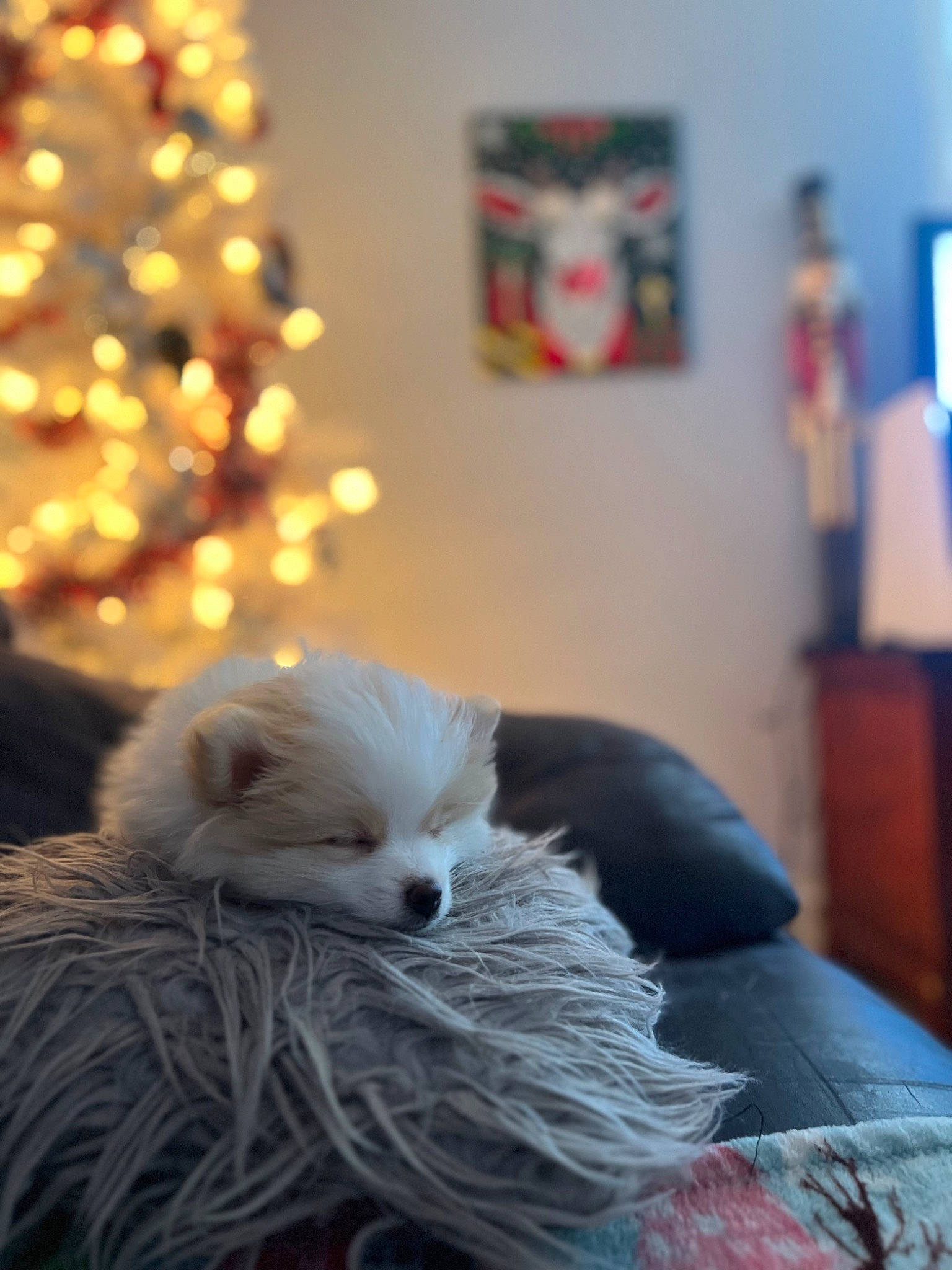 Finnegan is registered to the contest to win money with this photo: canidae, carnivore, christmas_decoration, christmas_ornament, christmas_tree, comfort, companion_dog, couch, dog_breed, event, fawn, felidae, holiday, picture_frame, small_to_medium_sized_cats, sporting_group, tail, tree, whiskers, wood