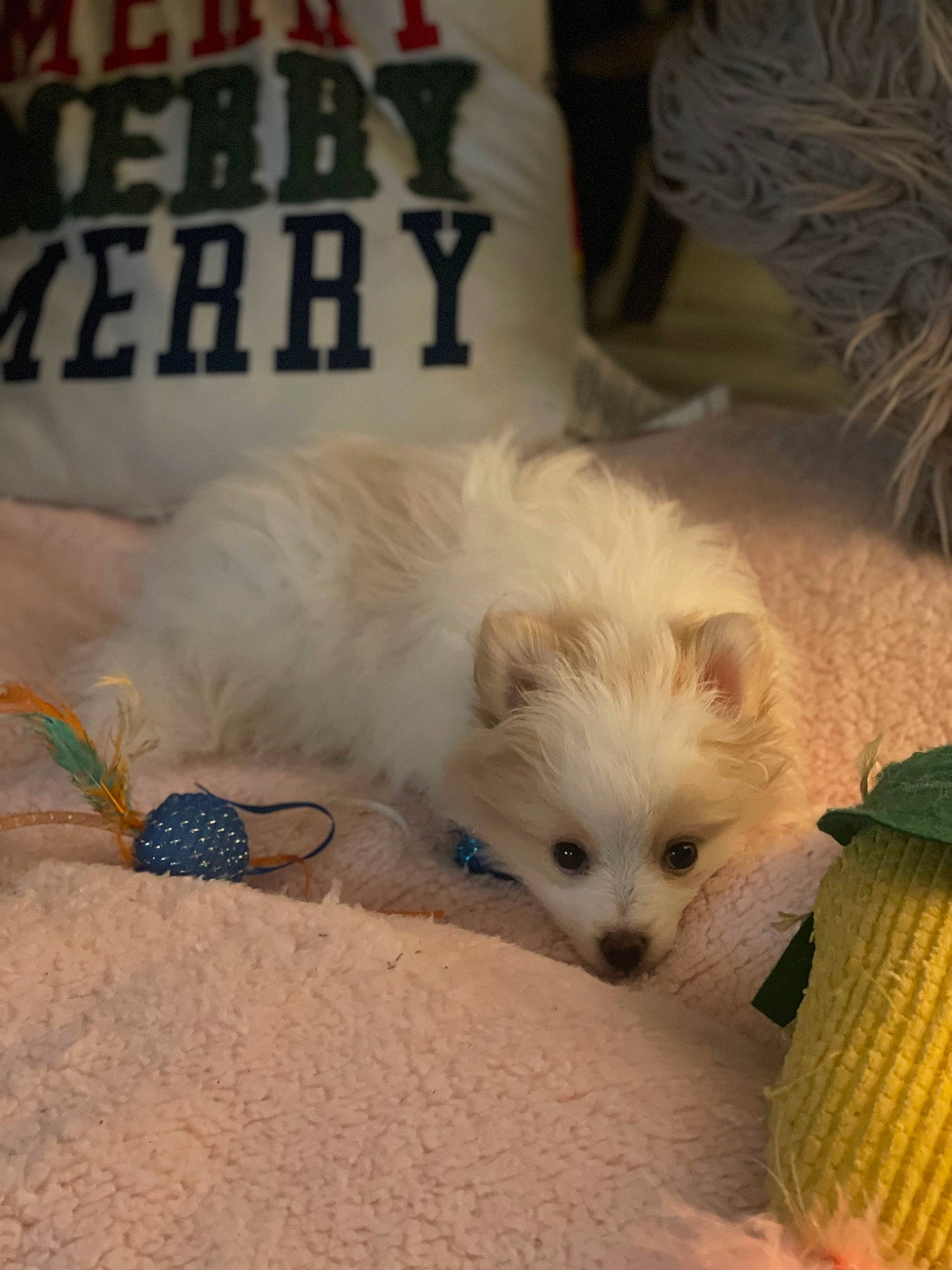 Finnegan is registered to the contest to win money with this photo: american_eskimo_dog, canidae, carnivore, companion_dog, dog, dog_breed, dog_supply, fawn, fur, german_spitz, german_spitz_mittel, puppy, small_terrier, snout, spitz, sporting_group, terrier, toy_dog, volpino_italiano, whiskers