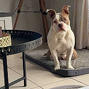 Kiara a rejoint le concours — aidez-le/la à gagner de superbes lots ! animal, brown, calm, curtains, decor, dog, ears, face, floor, furniture, home, indoor, light, mat, pet, shadow, sitting, table, tile, white