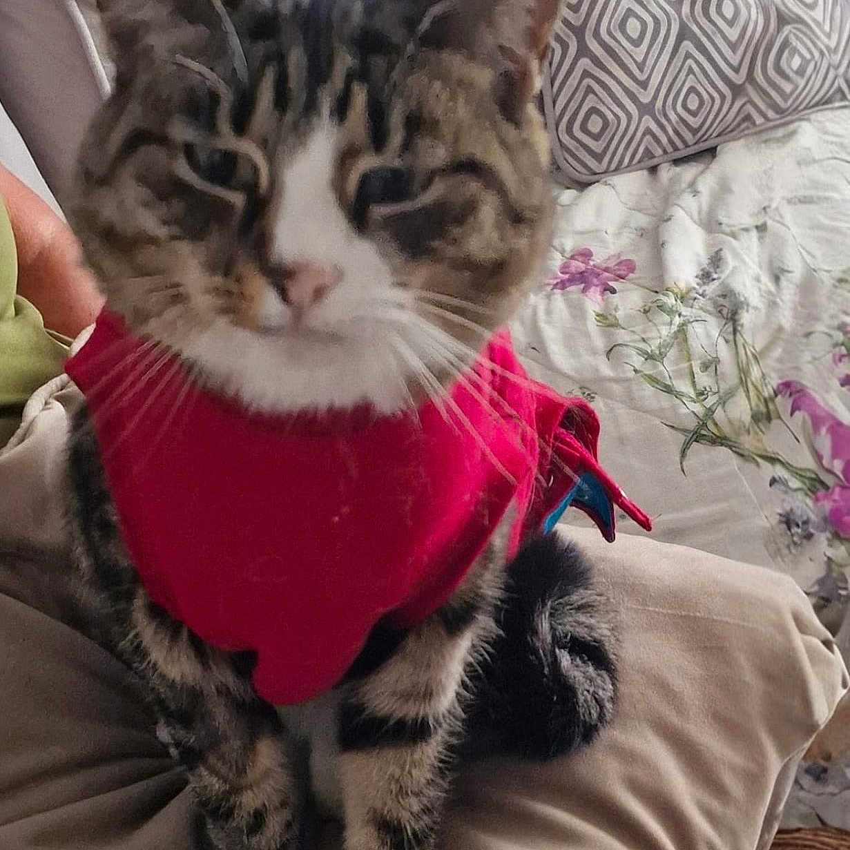 Holly Bolly is registered to the contest to win money with this photo: animal, bed, blurred, cat, cozy, cushion, domestic, fabric, feline, furniture, home, indoor, pet, pillow, red_sweater, sitting, striped, tabby_cat, tail, whiskers