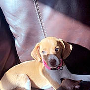 Mocha joined the competition — help win amazing prizes! puppy, dog, collar, leather_couch, sunlight, indoor, pet, brown, tan, white, relaxing, furniture, canine, cute, animal, closeup, domestic, companion, nap, shadow