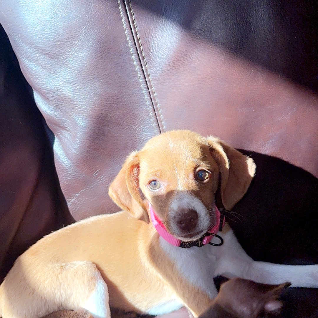 Mocha joined the competition — help win amazing prizes! animal, brown, canine, closeup, collar, companion, cute, dog, domestic, furniture, indoor, leather_couch, nap, pet, puppy, relaxing, shadow, sunlight, tan, white