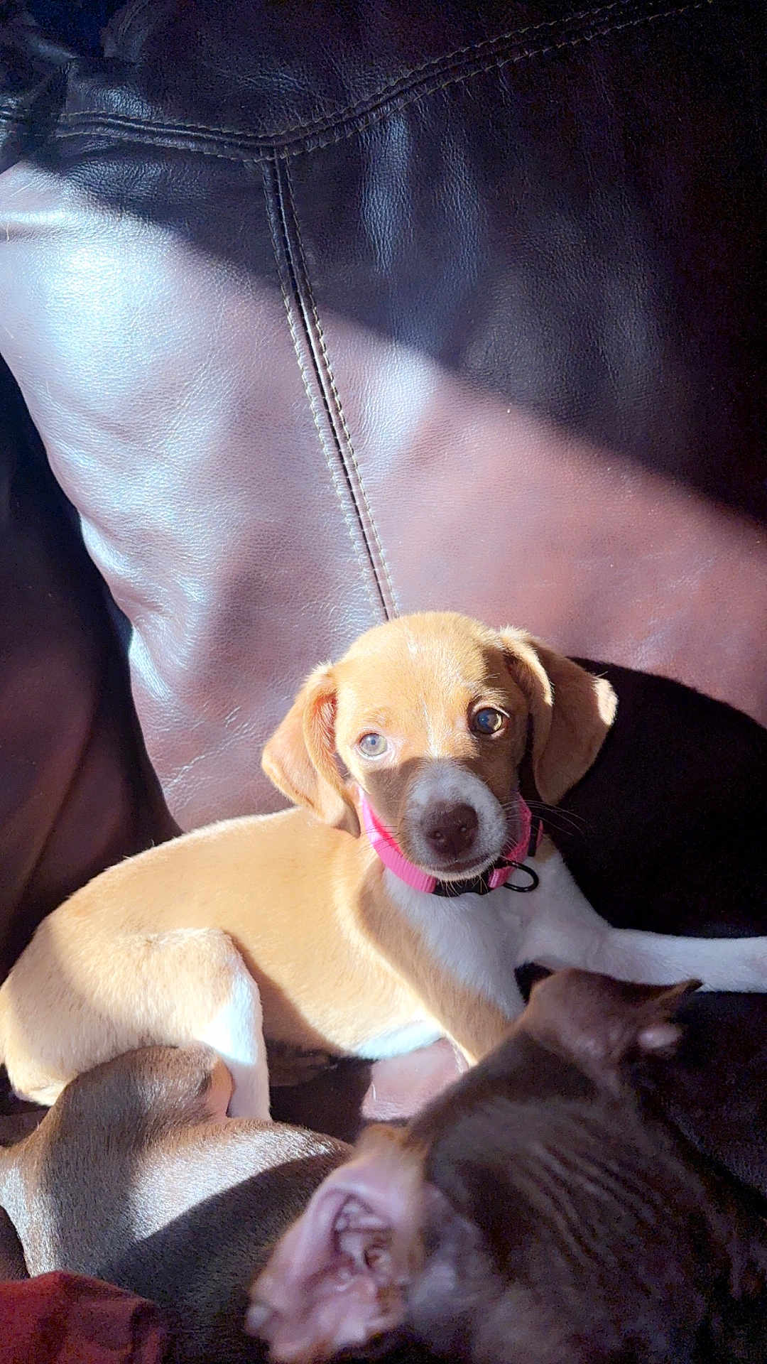Mocha joined the competition — help win amazing prizes! puppy, dog, collar, leather_couch, sunlight, indoor, pet, brown, tan, white, relaxing, furniture, canine, cute, animal, closeup, domestic, companion, nap, shadow