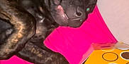 Mia is registered to the contest to win money with this photo: dog, brindle, pet, indoor, blanket, pink, yellow_box, snack_box, curious, lying_down, paw, furniture, close_up, animal, companion, cute, muzzle, canine, domestic_animal, relaxed