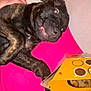 dog, brindle, pet, indoor, blanket, pink, yellow_box, snack_box, curious, lying_down, paw, furniture, close_up, animal, companion, cute, muzzle, canine, domestic_animal, relaxed