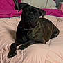 dog, brindle, bed, pink_bedspread, pillow, indoor, pet, canine, resting, fur, animal, domestic_animal, laying_down, looking, cozy, comfortable, soft, curious, attention, relaxed