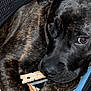 Mia is registered to the contest to win money with this photo: dog, brindle, close_up, paw, clothespin, mesh, chair, hammock, brown_eyes, pet, animal, indoor, floor, wooden, curious, resting, black_nose, fur, portrait, domestic_animal