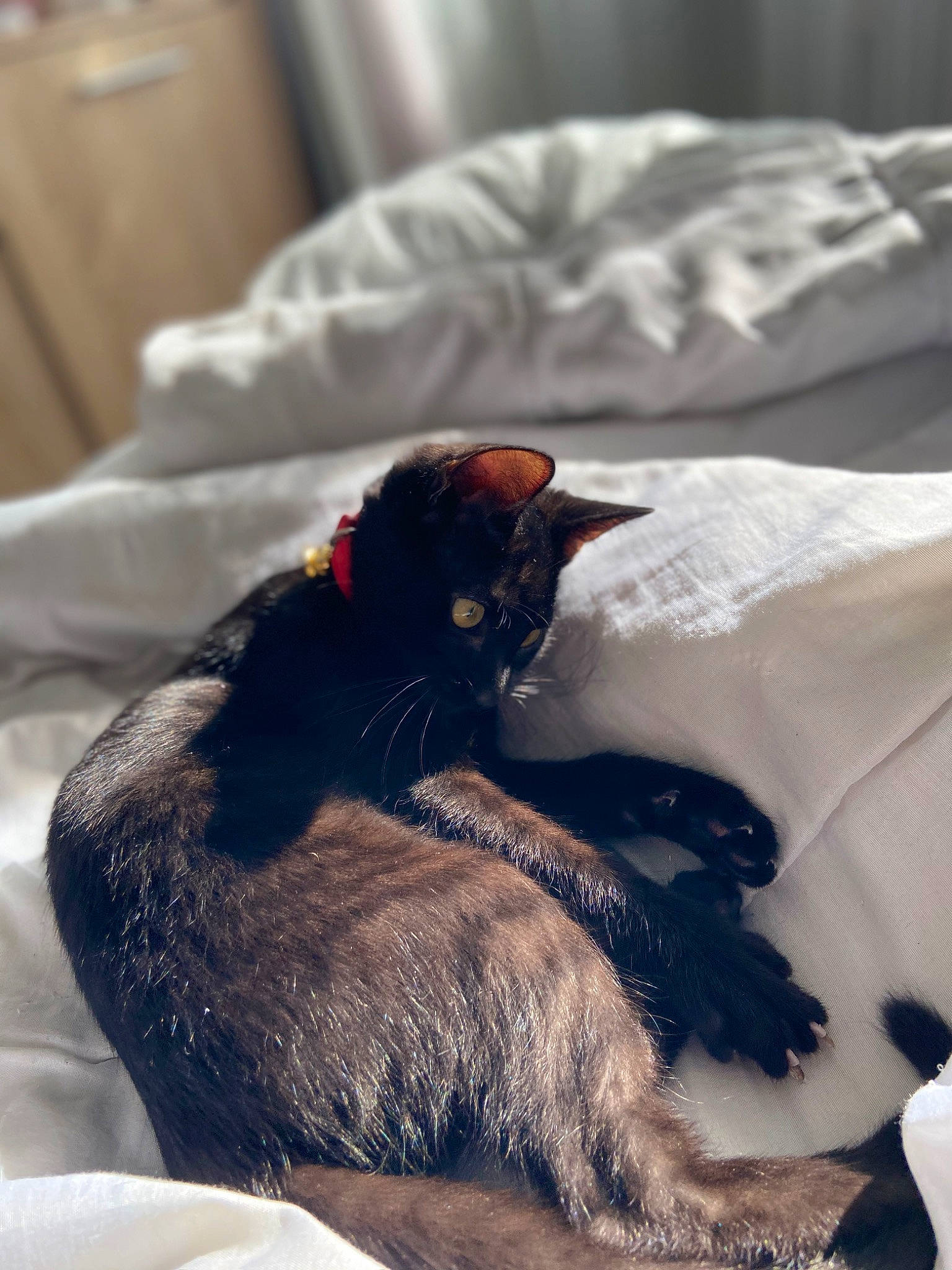 Oslo a rejoint le concours — aidez-le/la à gagner de superbes lots ! bed, bedding, black_cat, carnivore, cat, comfort, dog_breed, domestic_short_haired_cat, felidae, fur, grey, human_leg, linens, room, small_to_medium_sized_cats, snout, sporting_group, tail, textile, whiskers