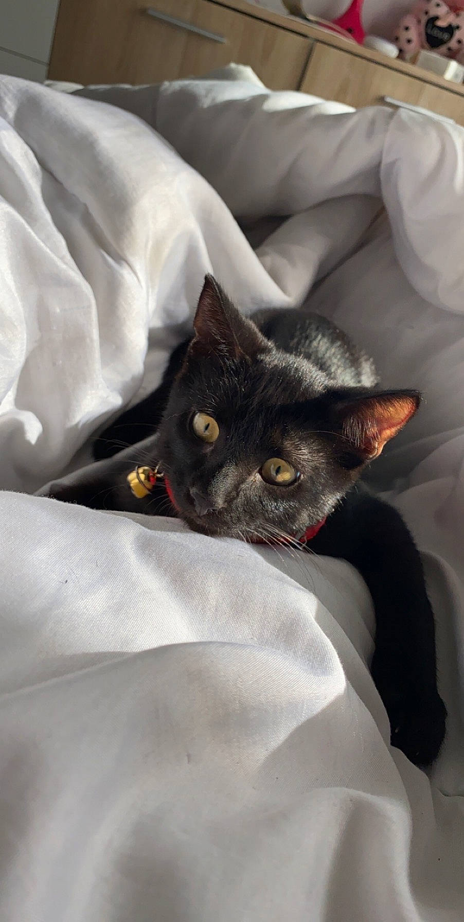 Oslo a rejoint le concours — aidez-le/la à gagner de superbes lots ! bag, bed, bed_sheet, bedding, black_cat, blanket, carnivore, cat, comfort, domestic_short_haired_cat, felidae, fur, grey, linens, pillow, sleeve, small_to_medium_sized_cats, whiskers, white