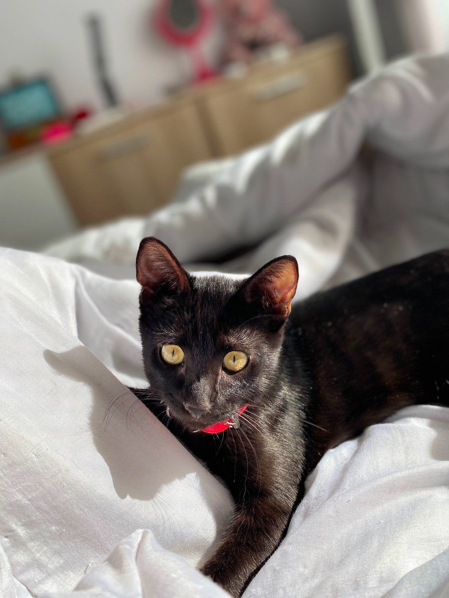 Oslo a rejoint le concours — aidez-le/la à gagner de superbes lots ! black_cat, bombay, carnivore, cat, cat_supply, comfort, domestic_short_haired_cat, felidae, fur, grey, havana_brown, linens, paw, small_to_medium_sized_cats, snout, tail, terrestrial_animal, whiskers