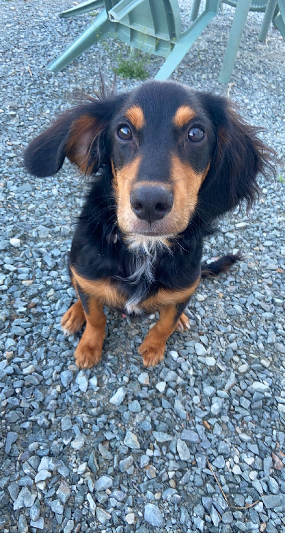 Bouba participe au concours pour gagner de l'argent avec cette photo : canidae, carnivore, companion_dog, dog, dog_breed, electric_blue, fawn, hunting_dog, pebble, road_surface, snout, sporting_group, terrestrial_animal, working_dog