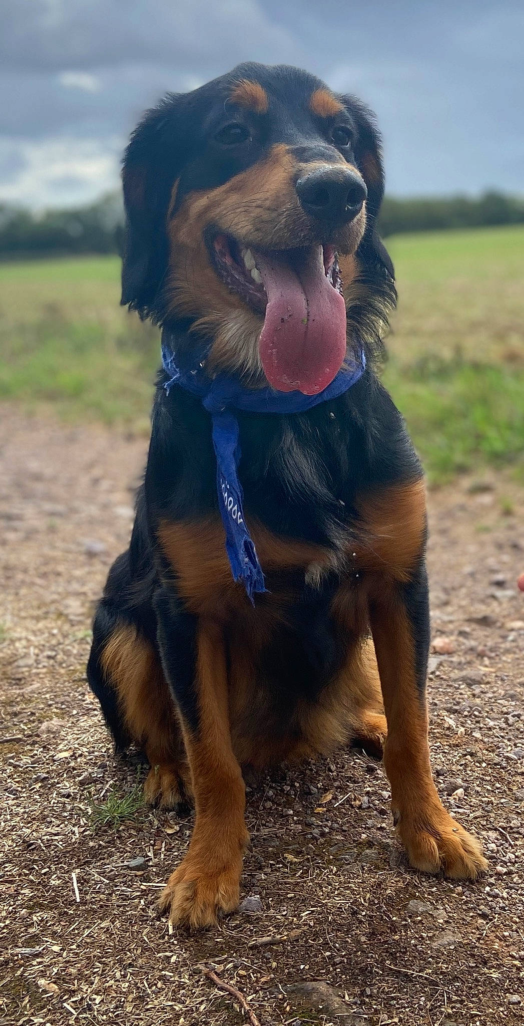 Bouba participe au concours pour gagner de l'argent avec cette photo : ball, canidae, carnivore, companion_dog, dog, dog_breed, grass, gun_dog, happy, hunting_dog, landscape, liver, people_in_nature, recreation, sky, snout, soil, sporting_group, working_animal, working_dog