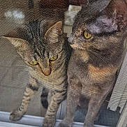 Clochette a rejoint le concours — aidez-le/la à gagner de superbes lots ! cats, cat, tabby, gray_cat, feline, two_animals, yellow_eyes, whiskers, ears, paws, standing, window, screen, indoor, home, curious, portrait, close_up, fur, funny