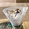 Clochette participe au concours pour gagner de l'argent avec cette photo : cat, tabby, pet, animal, protective_cone, elizabethan_collar, whiskers, green_collar, striped_fur, face, eyes, nose, indoors, couch, furniture, home, portrait, sitting, veterinary_care, funny