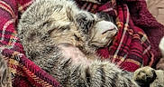 Clochette participe au concours pour gagner de l'argent avec cette photo : cat, kitten, sleeping, tabby, fur, whiskers, paws, indoor, blanket, plaid, cozy, nap, relaxed, lying_down, home, furniture, soft, portrait, cute, pet