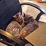 cats, two_cats, sleeping, cuddling, tabby_cat, tortoiseshell_cat, pets, felines, animal, office_chair, chair, indoors, home, desk, furniture, relaxed, resting, warm_lighting, cozy, cute