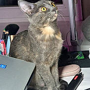 Midona participe au concours pour gagner de l'argent avec cette photo : cat, gray_cat, pet, animal, sitting, wide_eyes, upright, whiskers, ears, fur, indoor, desk, laptop, computer, pencils, makeup_brushes, mouse, stationery, window, portrait