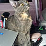 cat, gray_cat, pet, animal, sitting, wide_eyes, upright, whiskers, ears, fur, indoor, desk, laptop, computer, pencils, makeup_brushes, mouse, stationery, window, portrait