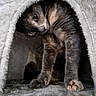 cat, kitten, feline, fur, tabby, gray_fur, brown_fur, whiskers, ears, paws, claws, eyes, animal, pet, indoor, cozy, blanket, tunnel, cave, stretching