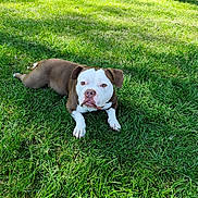 Rayton a rejoint le concours — aidez-le/la à gagner de superbes lots ! animal, brown, canine, dog, ears, grass, lawn, nature, outdoor, paw, pet, relaxing, resting, shade, snout, summer, sunlight, tongue, tree, white