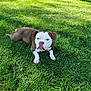animal, brown, canine, dog, ears, grass, lawn, nature, outdoor, paw, pet, relaxing, resting, shade, snout, summer, sunlight, tongue, tree, white