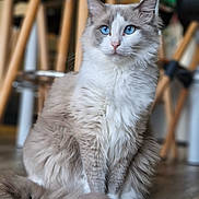Zahïa a rejoint le concours — aidez-le/la à gagner de superbes lots ! animal_portrait, blue_eyes, calm, cat, chair_legs, cute, domestic_animal, feline, fluffy, focused, fur, furniture, household, indoor, mammal, pet, sitting, tail, whiskers, wooden_floor