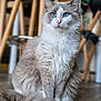 animal_portrait, blue_eyes, calm, cat, chair_legs, cute, domestic_animal, feline, fluffy, focused, fur, furniture, household, indoor, mammal, pet, sitting, tail, whiskers, wooden_floor