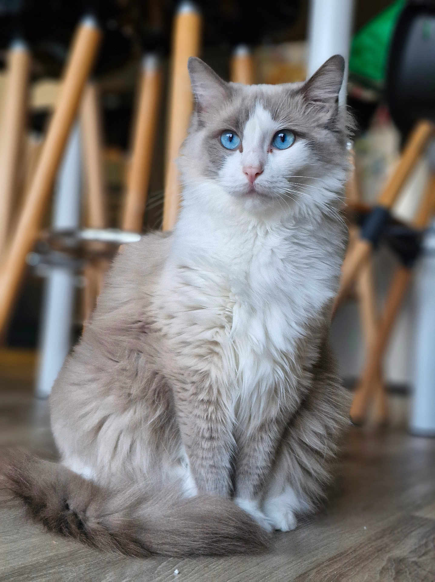 Zahïa