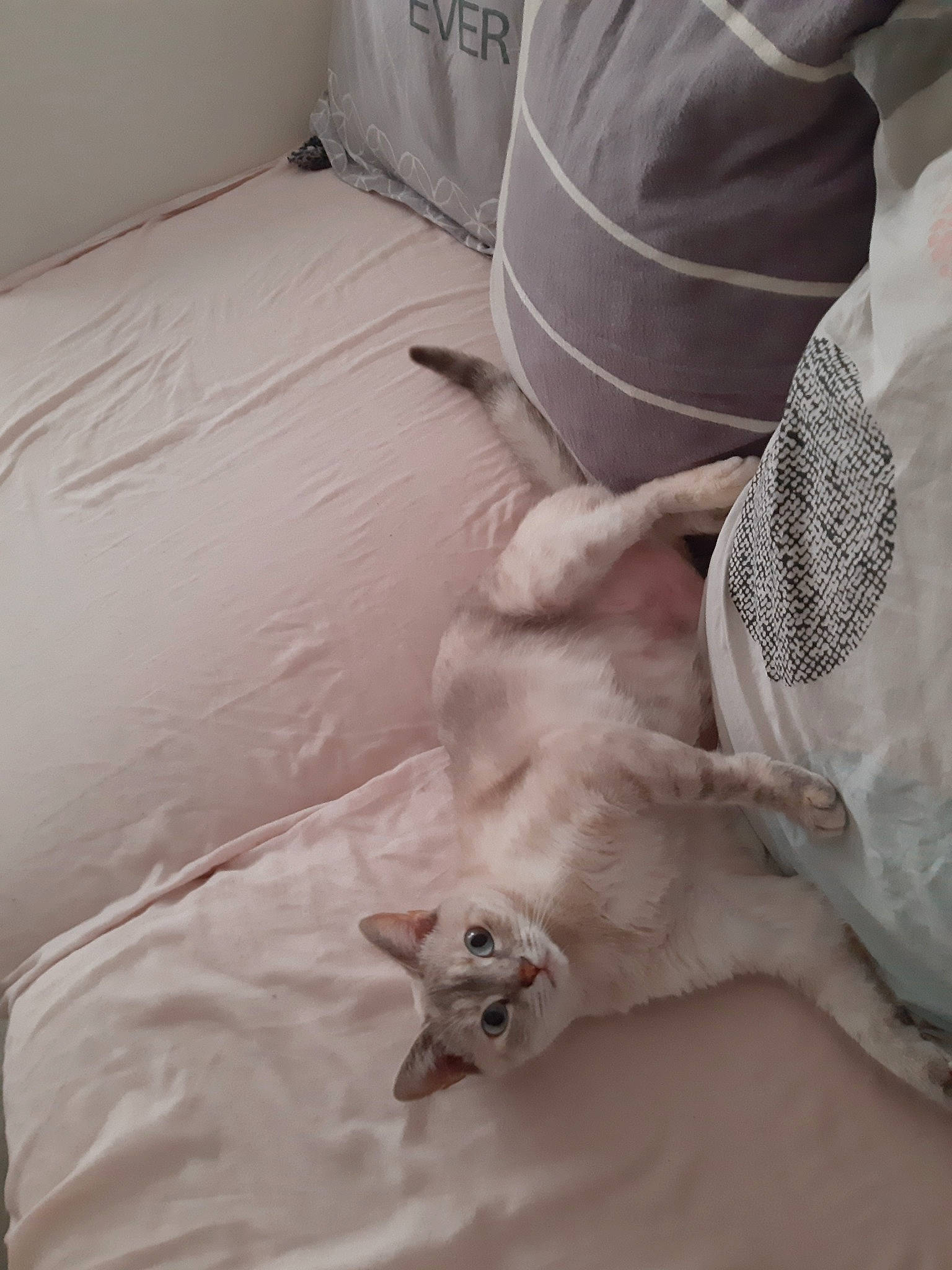Nenette participe au concours pour gagner de l'argent avec cette photo : bed, bed_sheet, burmilla, carnivore, cat, colorpoint_shorthair, cornish_rex, fawn, felidae, fur, kitten, singapura, small_to_medium_sized_cats, turkish_angora, whiskers