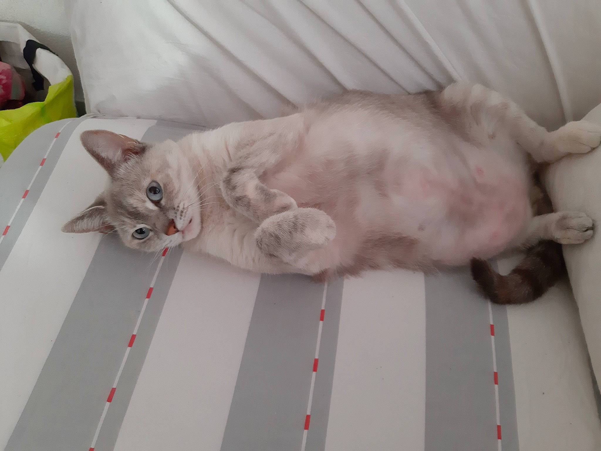 Nenette participe au concours pour gagner de l'argent avec cette photo : aegean_cat, asian, australian_mist, british_semi_longhair, british_shorthair, burmilla, carnivore, cat, domestic_short_haired_cat, european_shorthair, fawn, felidae, kitten, mammal, paw, ragamuffin, singapura, small_to_medium_sized_cats, tail, whiskers