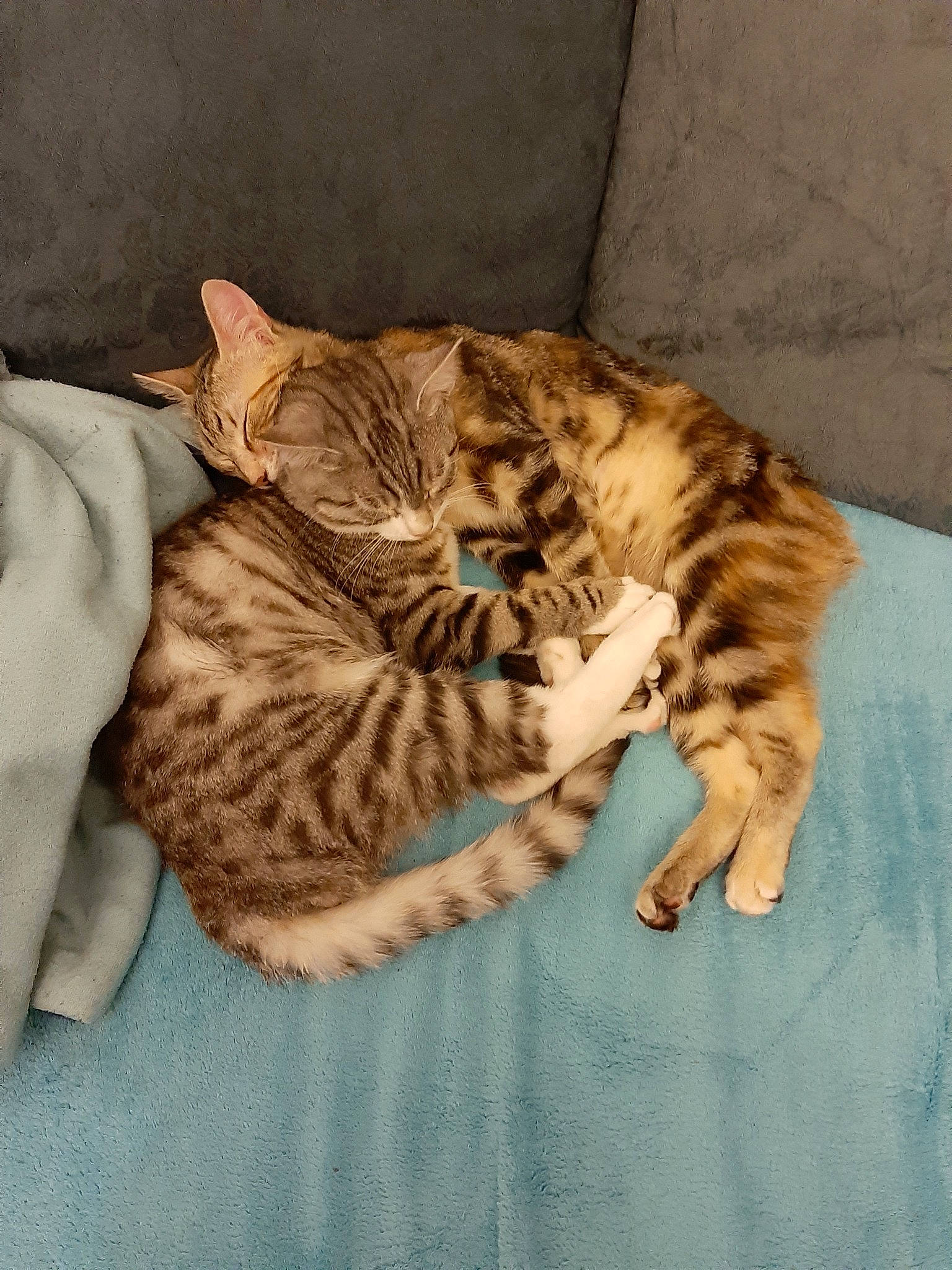 Princesse Et Pépère participe au concours pour gagner de l'argent avec cette photo : arabian_mau, bengal, california_spangled, carnivore, cat, domestic_short_haired_cat, dragon_li, egyptian_mau, european_shorthair, felidae, kitten, mammal, ocicat, savannah, small_to_medium_sized_cats, sokoke, tabby_cat, toyger, vertebrate, whiskers