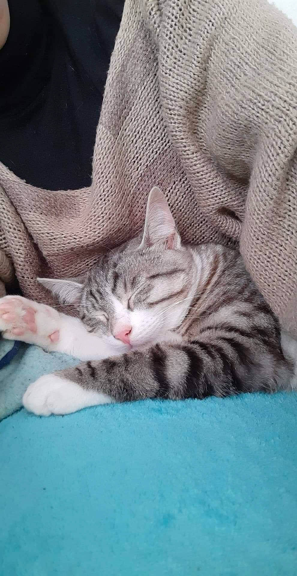 Princesse Et Pépère a rejoint le concours — aidez-le/la à gagner de superbes lots ! aegean_cat, american_shorthair, american_wirehair, asian, australian_mist, california_spangled, carnivore, cat, domestic_short_haired_cat, dragon_li, egyptian_mau, european_shorthair, felidae, kitten, mammal, nap, small_to_medium_sized_cats, tabby_cat, vertebrate, whiskers