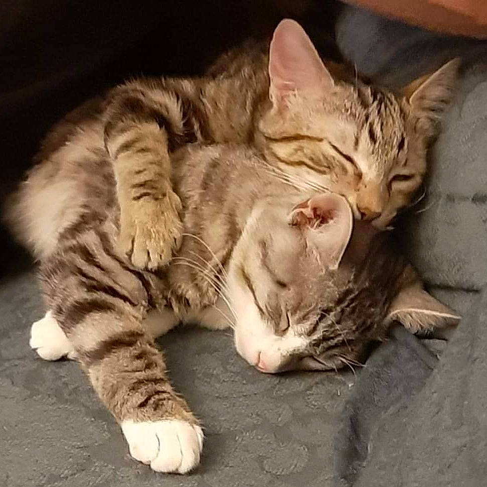 Princesse Et Pépère participe au concours pour gagner de l'argent avec cette photo : aegean_cat, american_shorthair, arabian_mau, asian, california_spangled, carnivore, cat, domestic_short_haired_cat, dragon_li, egyptian_mau, european_shorthair, felidae, fur, hug, kitten, mammal, ocicat, small_to_medium_sized_cats, tabby_cat, whiskers