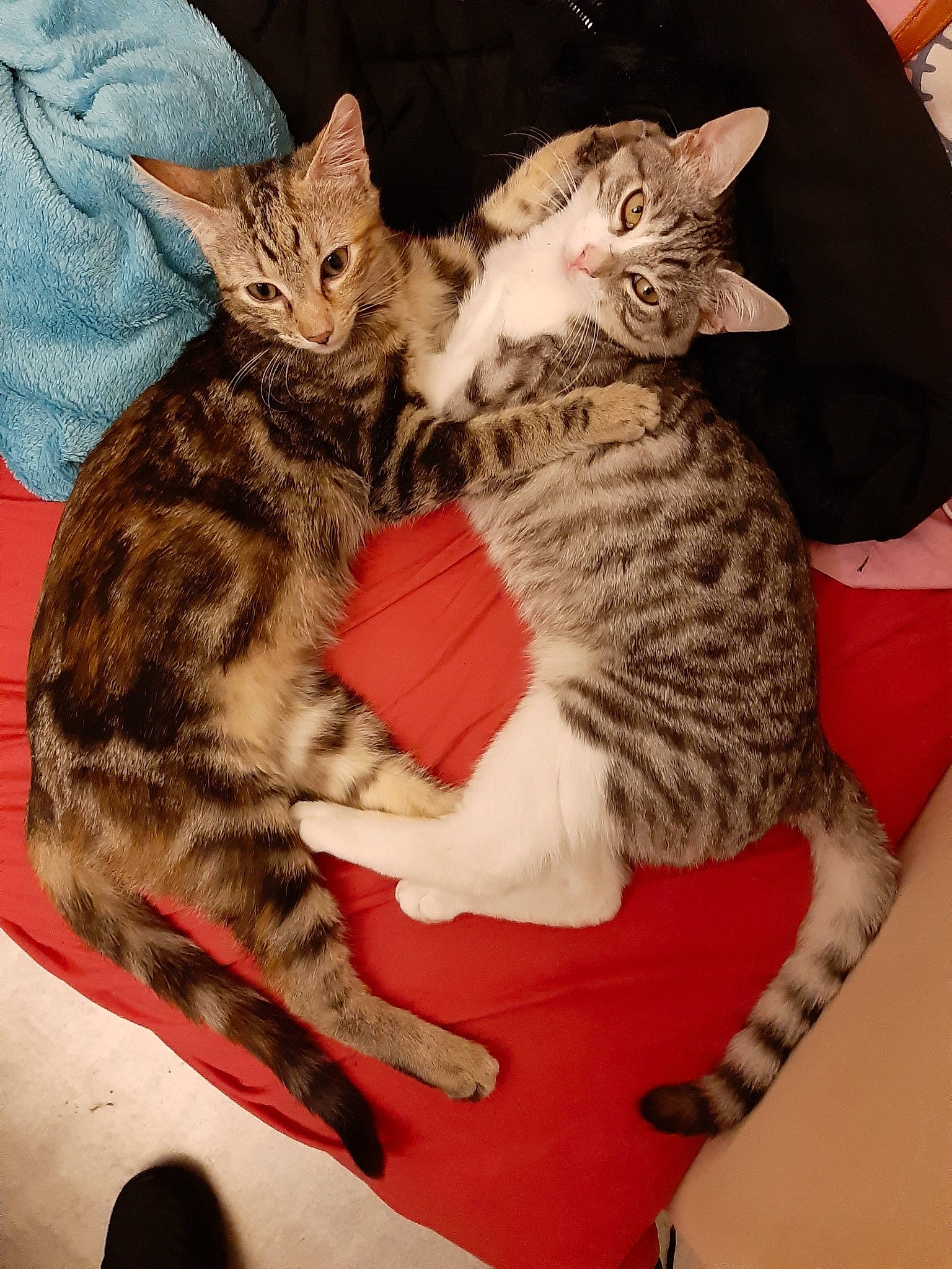 Princesse Et Pépère a rejoint le concours — aidez-le/la à gagner de superbes lots ! arabian_mau, asian, california_spangled, carnivore, cat, domestic_short_haired_cat, dragon_li, egyptian_mau, european_shorthair, felidae, kitten, mammal, ocicat, savannah, small_to_medium_sized_cats, sokoke, tabby_cat, toyger, vertebrate, whiskers