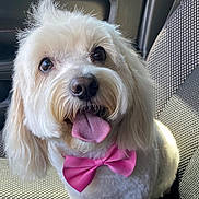 Bella is registered to the contest to win money with this photo: adorable, animal, bow_tie, canine, car_seat, companion, cute, dog, fluffy, friendly, fur, happy, indoors, pet, pet_accessory, portrait, sitting, small_dog, tongue_out, white_dog