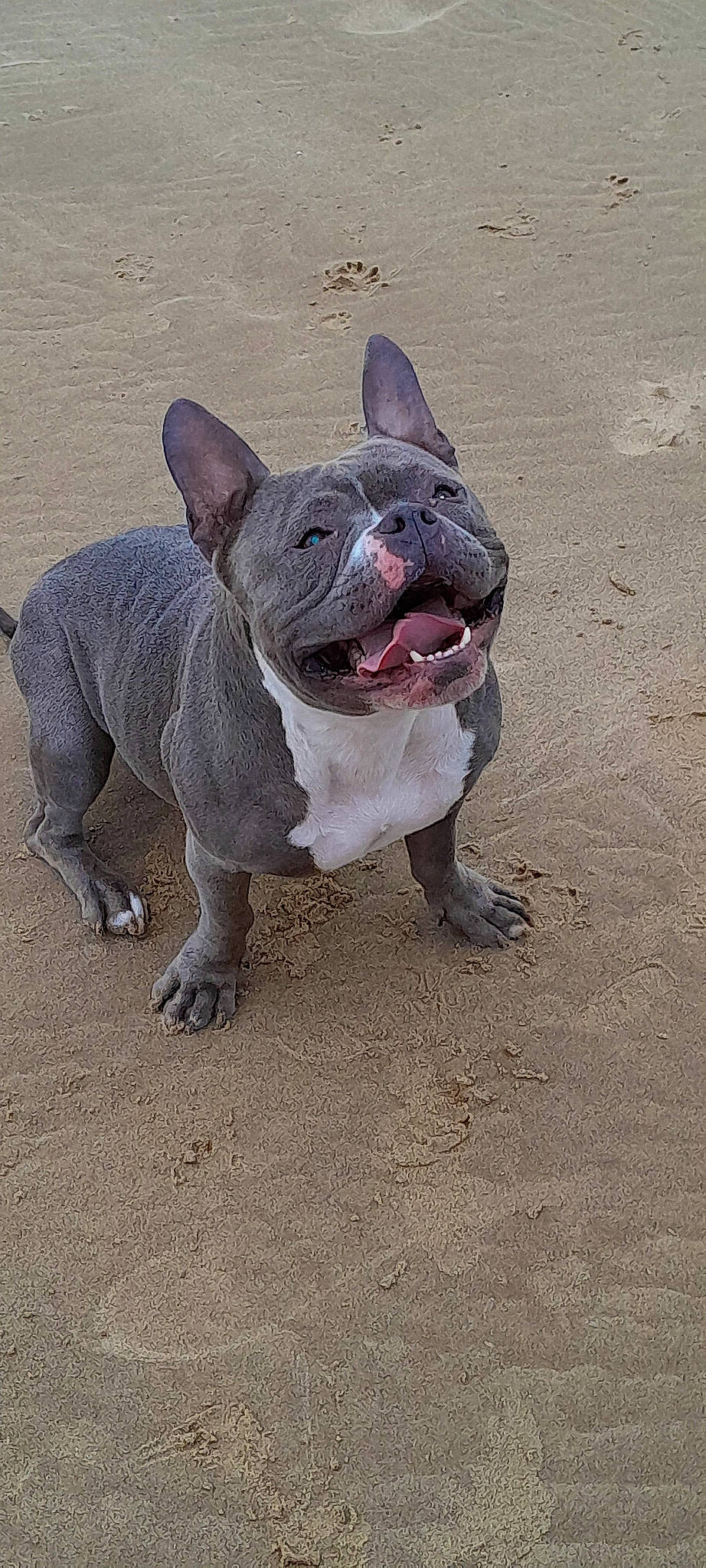 Bullma a rejoint le concours — aidez-le/la à gagner de superbes lots ! bulldog, canidae, carnivore, companion_dog, dog, dog_breed, non_sporting_group, road_surface, snout, soil, sporting_group, terrestrial_animal, wrinkle