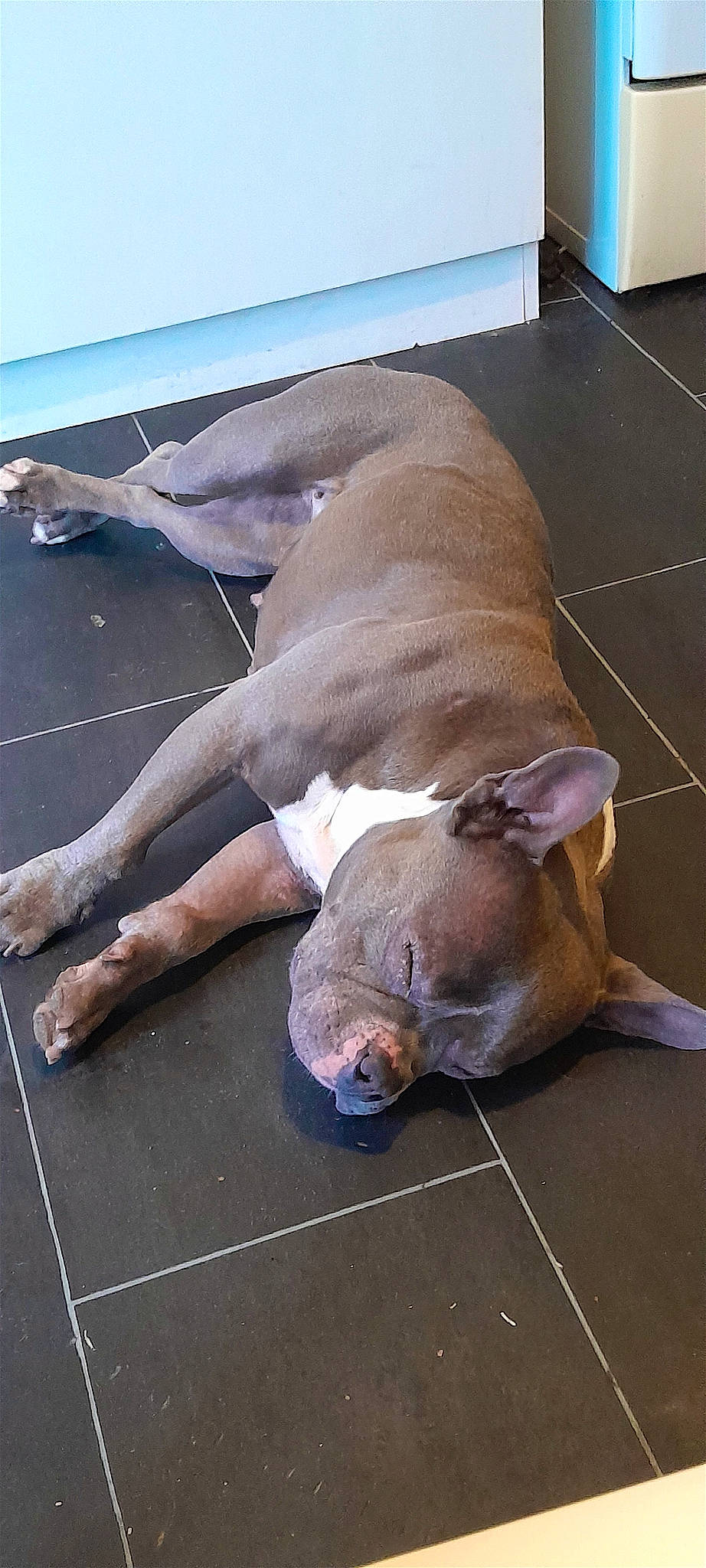 Bullma a rejoint le concours — aidez-le/la à gagner de superbes lots ! canidae, carnivore, comfort, companion_dog, dog, dog_breed, fawn, floor, flooring, foot, hardwood, human_leg, liver, non_sporting_group, pet_supply, sporting_group, terrestrial_animal, wood, working_animal, wrinkle