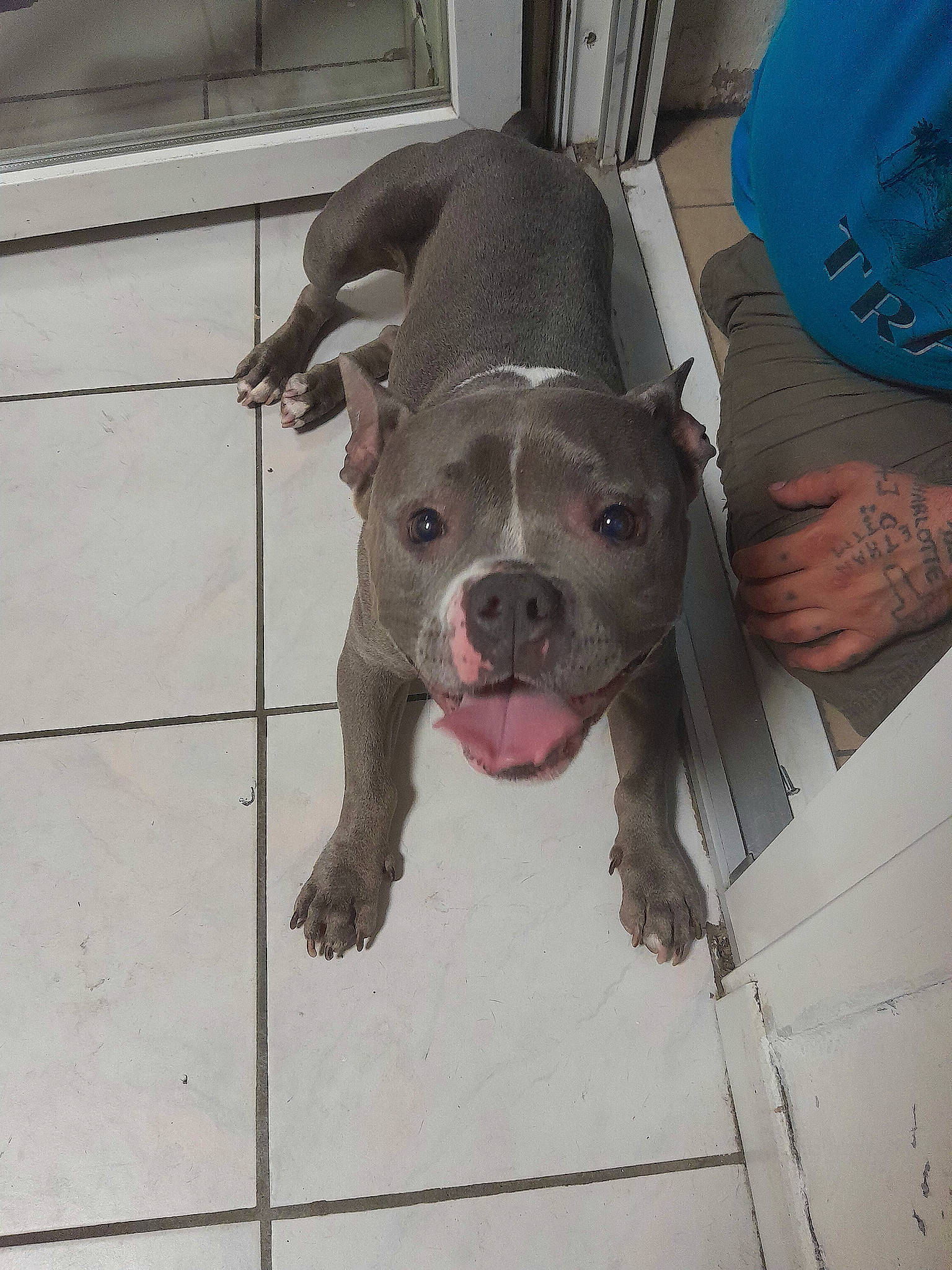 Bullma participe au concours pour gagner de l'argent avec cette photo : canidae, carnivore, collar, companion_dog, dog, dog_breed, dog_collar, fawn, flooring, fur, guard_dog, liver, molosser, paw, pet_supply, snout, sporting_group, whiskers, working_animal, working_dog