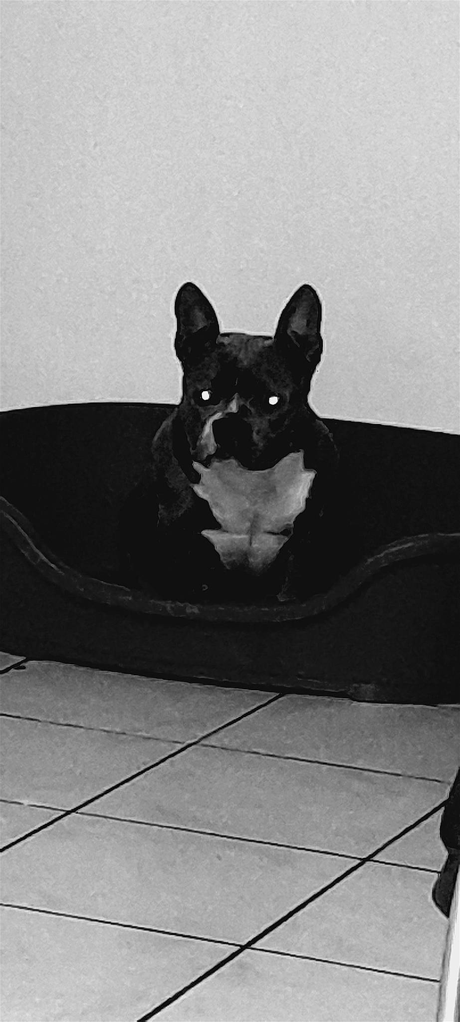 Bullma participe au concours pour gagner de l'argent avec cette photo : art, boston_terrier, canidae, carnivore, comfort, companion_dog, dog, dog_breed, grey, monochrome, monochrome_photography, non_sporting_group, paw, snout, sporting_group, terrestrial_animal, toy_dog, whiskers, working_animal, working_dog