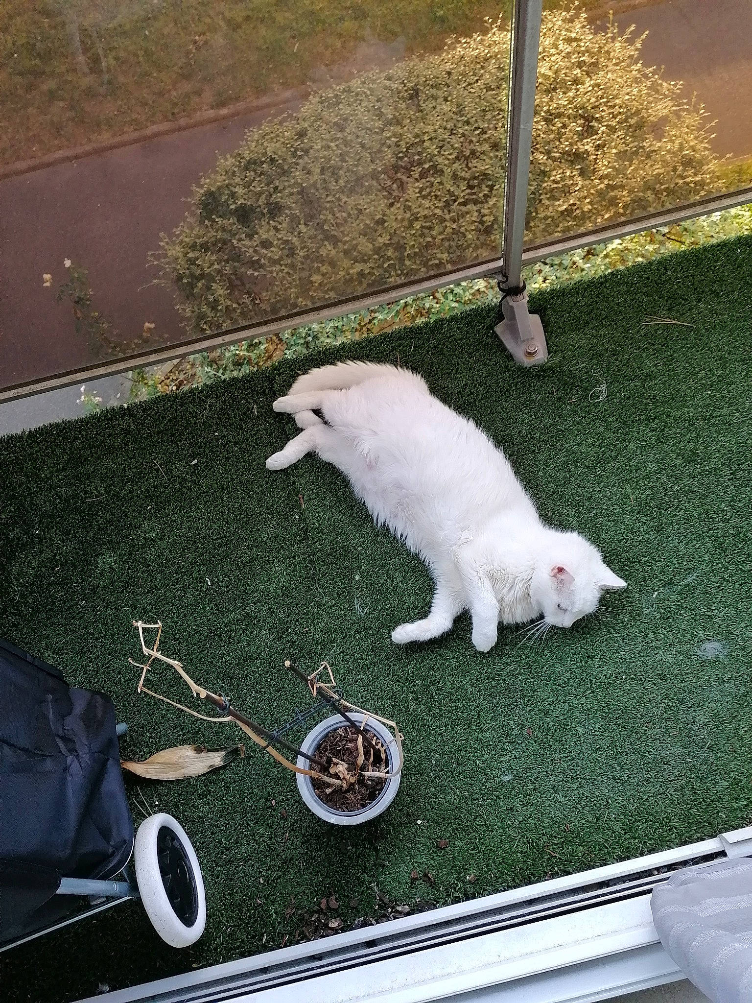 Chicha participe au concours pour gagner de l'argent avec cette photo : american_eskimo_dog, berger_blanc_suisse, canidae, carnivore, cat, dog, dog_breed, felidae, japanese_spitz, mammal, non_sporting_group, samoyed, small_to_medium_sized_cats, tail, turkish_angora, white_shepherd