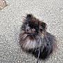dog, pomeranian, black_dog, fluffy, pet, animal, leash, outdoor, pavement, curious, small_dog, fur, sitting, cute, companion, canine, walking, adorable, friendly, looking_up