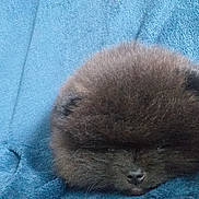 Vaillant participe au concours pour gagner de l'argent avec cette photo : puppy, dog, sleeping, fluffy, brown, blanket, blue, cozy, pet, animal, soft, cute, resting, domestic_animal, fur, small_dog, indoors, close_up, nap, adorable