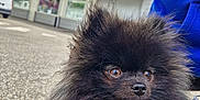 Vaillant a rejoint le concours — aidez-le/la à gagner de superbes lots ! dog, pomeranian, black_fur, fluffy, pet, outdoor, pavement, curious_eyes, leash, person, blue_hoodie, building, cloudy_sky, side_view, animal, companion, small_dog, fur_texture, daylight, street