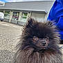 dog, pomeranian, black_fur, fluffy, pet, outdoor, pavement, curious_eyes, leash, person, blue_hoodie, building, cloudy_sky, side_view, animal, companion, small_dog, fur_texture, daylight, street